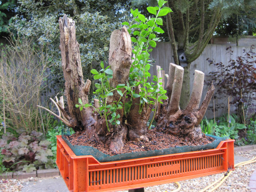 privet bonsai raft